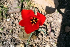 Iran-Flowers-Flora-1216-66