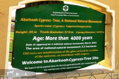 cypress-tree-abarkuh-yazd-Iran-1001-01