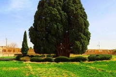 cypress-tree-abarkuh-yazd-Iran-1001-02