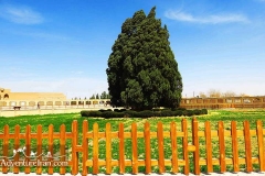 cypress-tree-abarkuh-yazd-Iran-1001-03