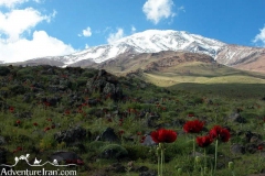 Damavand-mountain-hiking-Iran-1041-10