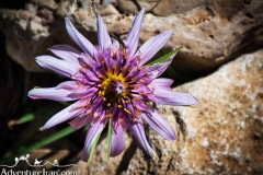 Iran-Flowers-Flora-1216-18