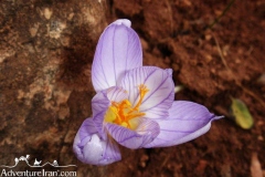 Iran-Flowers-Flora-1216-42