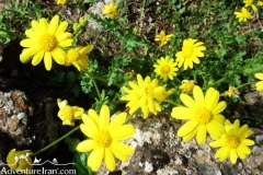 Iran-Flowers-Flora-1216-43