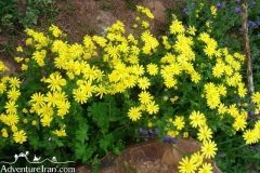 Iran-Flowers-Flora-1216-44