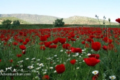 Iran-Flowers-Flora-1216-47