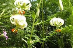 Iran-Flowers-Flora-1216-49