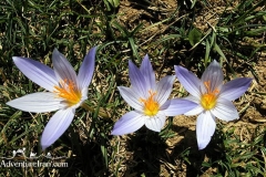 Iran-Flowers-Flora-1216-52