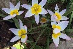 Iran-Flowers-Flora-1216-56