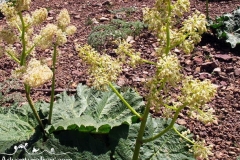Iran-Flowers-Flora-1216-61