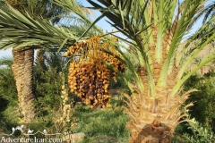 Garmeh-khur-biabanak-dasht-e-kavir-desert-Iran-1063-09