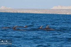 Hengam-island-persian-gulf-Iran-1072-06
