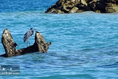 Hengam-island-persian-gulf-Iran-1072-14