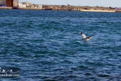 Hengam-island-persian-gulf-Iran-1072-15