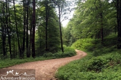 Hyrcanian-forest-caspian-sea-unesco-Iran-1074-02