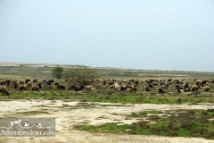 khuzestan-Iran-1100-03