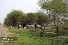 khuzestan-Iran-1100-05
