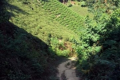 Lahijan -Tea plantation