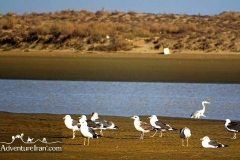 Makran-sea-coast-chabahar-sistan-baluchestan-Iran-1117-08