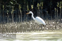 Makran-sea-coast-chabahar-sistan-baluchestan-Iran-1117-25