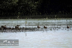 Makran-sea-coast-chabahar-sistan-baluchestan-Iran-1117-26