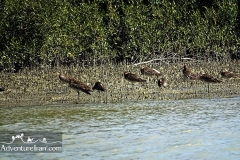 Makran-sea-coast-chabahar-sistan-baluchestan-Iran-1117-28