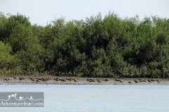 Makran-sea-coast-chabahar-sistan-baluchestan-Iran-1117-29