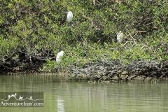 Makran-sea-coast-chabahar-sistan-baluchestan-Iran-1117-31