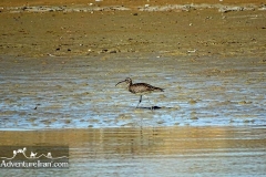 Makran-sea-coast-chabahar-sistan-baluchestan-Iran-1117-33