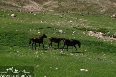Nava-village-mountaion-pashooreh-damavand-Iran-1134-04