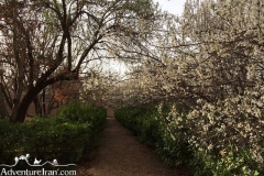 Pahlavanpur-garden-UNESCO-Persian-Garden-Mehriz-Yazd-Iran-1137-05