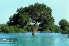 Qeshm-island-Persian-Gulf-Iran-1147-31