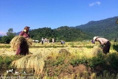 Rice-fields-Caspian-sea-Iran-1150-01
