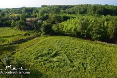 Rice-fields-Caspian-sea-Iran-1150-09