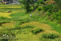 Rice-fields-Caspian-sea-Iran-1150-11