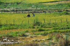 Rice-fields-Caspian-sea-Iran-1150-12