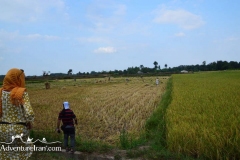 Rice-fields-Caspian-sea-Iran-1150-13