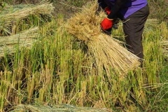 Rice-fields-Caspian-sea-Iran-1150-15