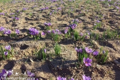 Saffron Flower-Qaen-South Khorasan