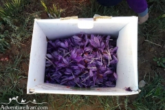 Safran-flower-Qqaen-south-khorasan-Iran-1155-05