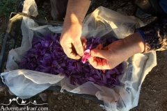 Safran-flower-Qqaen-south-khorasan-Iran-1155-09