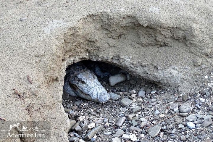 Crocodile in Bahoukalat, Baluchistan