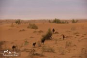 Iran Desert - wild camels