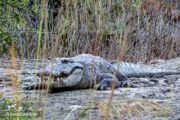 Crocodile Iranian Balouchestan Travel destination