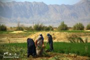 Agriculture filed of Iran desert region