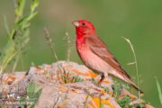 Red Bird- Iran Birding Photography