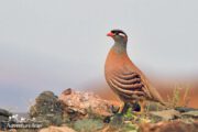 Iran native birds- Birdwatching Tour
