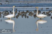 Birds swimming- Iran Birding Explore