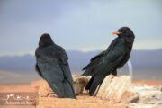 Iran Native Black Birds- Birdwatching Adventure