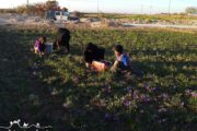 Iran saffron picking - south khorasan